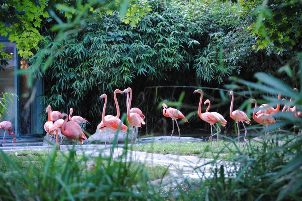 Flamingo Bec zooloski vrt Schoenbrunn