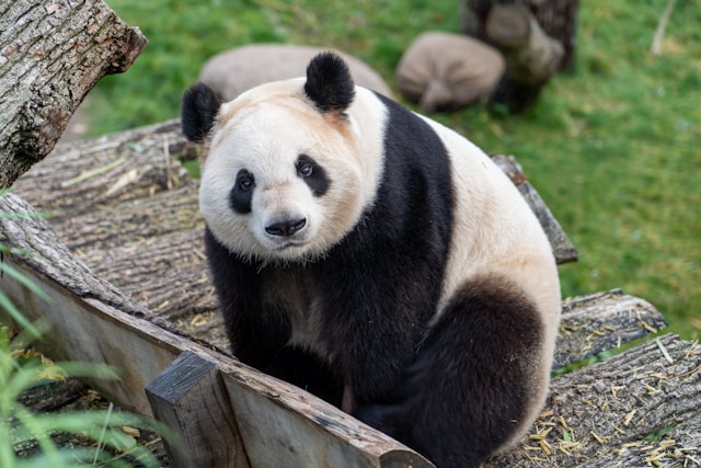 Panda