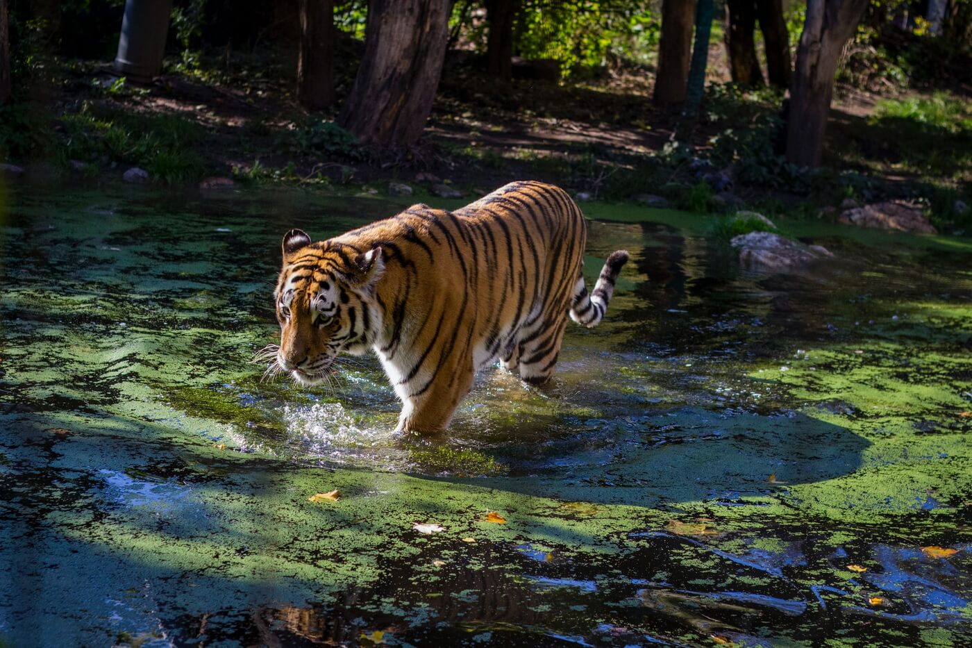 Zoo Šenbrun